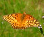 Variegated Fritillary Butterfly