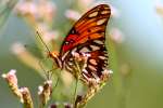 Gulf Fritillary Butterfly