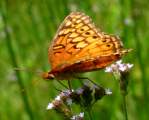 Variegated Fritillary Butterfly