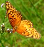 Variegated Fritillary Butterfly