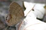 Gemmed Satyr Butterfly