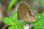 Gemmed Satyr Butterfly