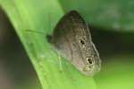 Carolina Satyr Butterfly