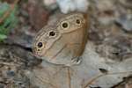 Viola's Wood-satyr Butterfly 