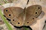 Viola's Wood-satyr Butterfly 