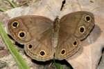 Viola's Wood-satyr Butterfly 