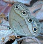 Viola's Wood-satyr Butterfly