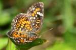 Phaon Crescent Butterfly