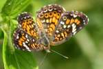 Phaon Crescent Butterfly
