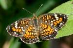 Phaon Crescent Butterfly