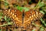 Variegated Fritillary Butterfly