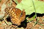 Variegated Fritillary Butterfly