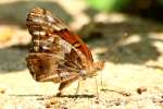 Variegated Fritillary Butterfly