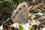 Viola's Wood-satyr Butterfly 