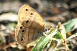Viola's Wood-satyr Butterfly 