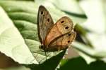 Viola's Wood-satyr Butterfly 