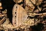 Viola's Wood-satyr Butterfly 