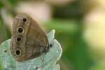 Viola's Wood-satyr Butterfly 