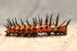 Gulf Fritillary Caterpillar