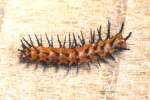 Gulf Fritillary Caterpillar