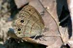 Carolina Satyr Butterfly