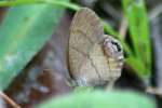 Gemmed Satyr Butterfly