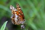 Variegated Fritillary Butterfly