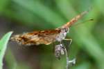 Variegated Fritillary Butterfly