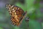 Variegated Fritillary Butterfly