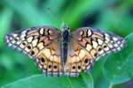 Variegated Fritillary Butterfly