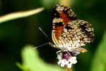 Phaon Crescent Butterfly