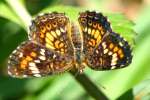 Phaon Crescent Butterfly