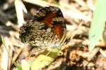 Phaon Crescent Butterfly