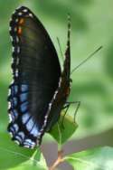 Red-spotted Purple Butterfly