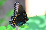 Red-spotted Purple Butterfly