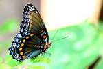 Red-spotted Purple Butterfly