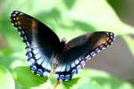 Red-spotted Purple Butterfly