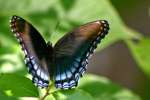 Red-spotted Purple Butterfly