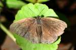 Carolina Satyr Butterfly