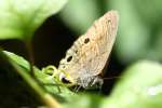 Carolina Satyr Butterfly