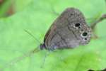 Carolina Satyr Butterfly