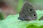 Carolina Satyr Butterfly