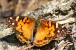 American Lady Butterfly