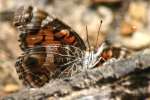 American Lady Butterfly