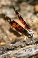 American Lady Butterfly