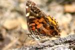 American Lady Butterfly