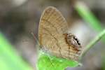 Gemmed Satyr Butterfly