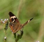 Buckeye Butterfly