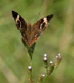 Buckeye Butterfly