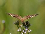 Buckeye Butterfly